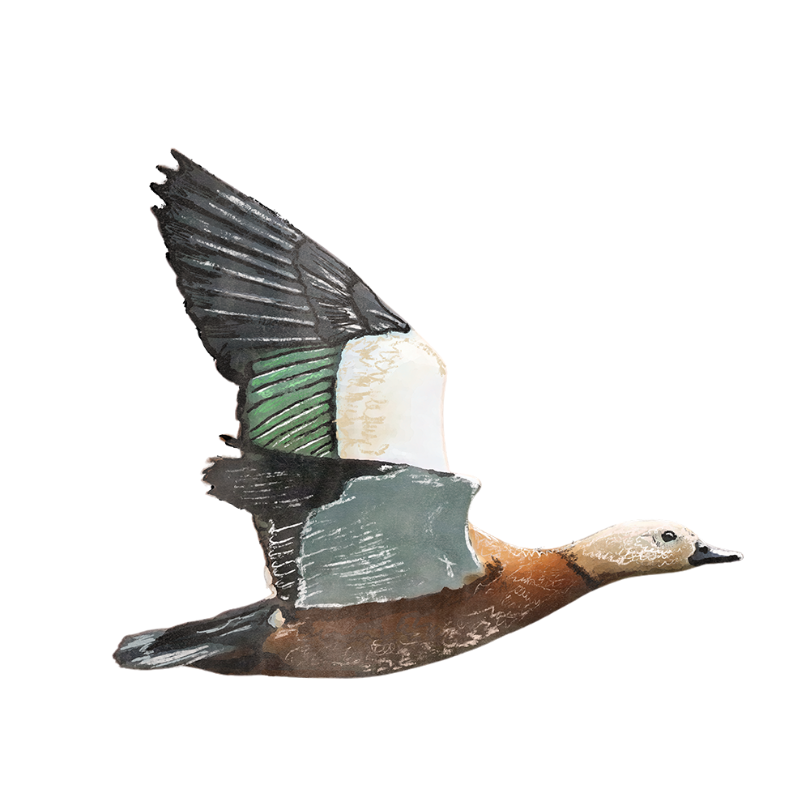"Cape Shelduck" Sticker