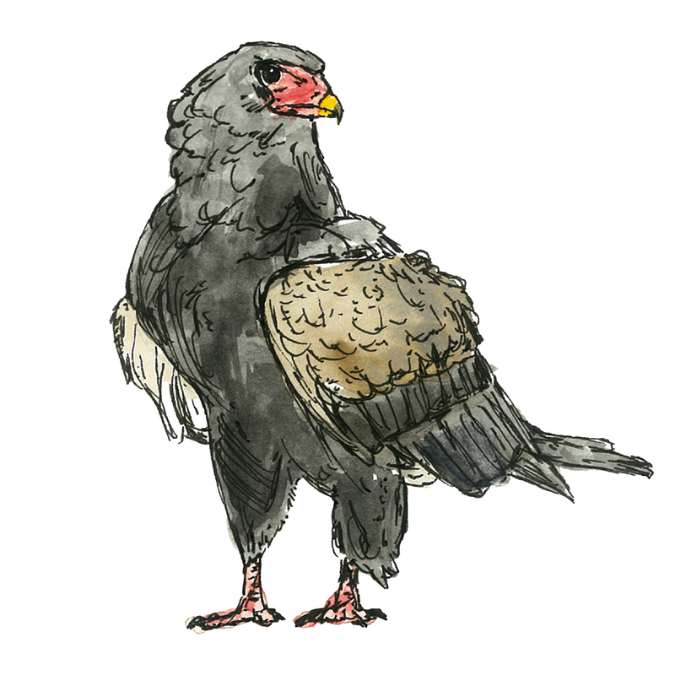 "Bateleur Eagle" Sticker