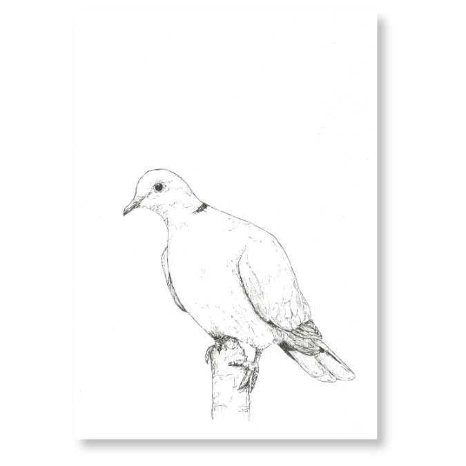 "Ring-necked Dove" Print