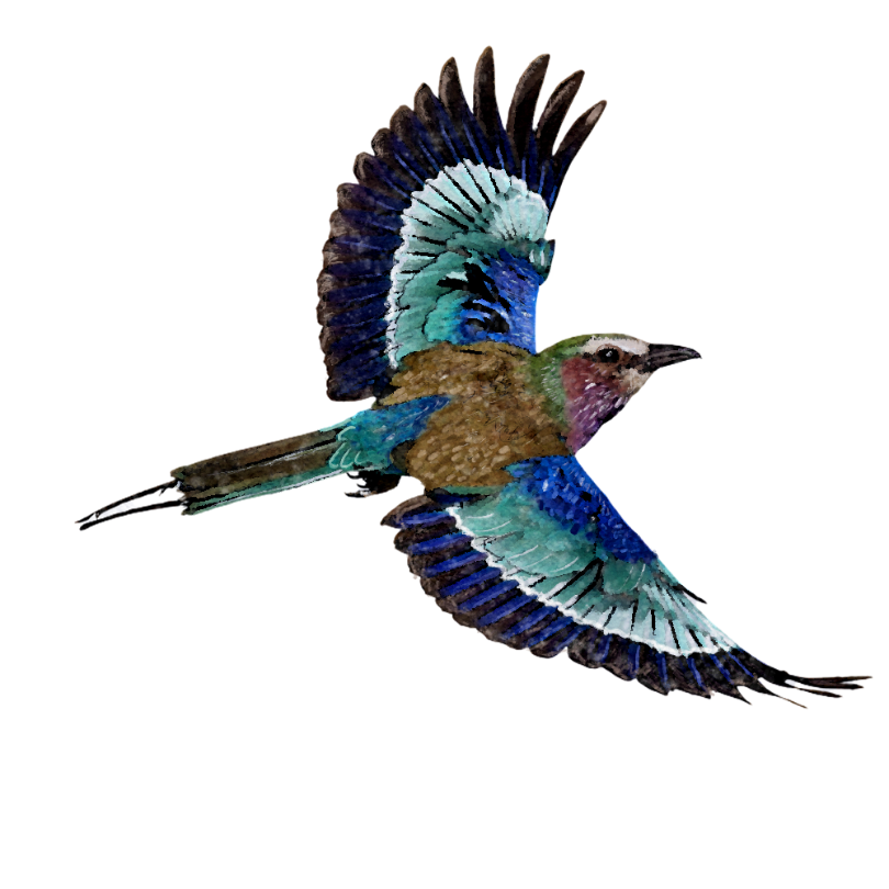 "Lilac Breasted Roller" Sticker