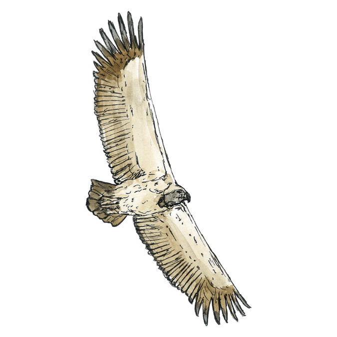 "Cape Vulture" Sticker