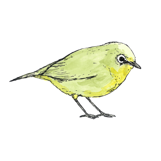 "Cape White-eye" Sticker