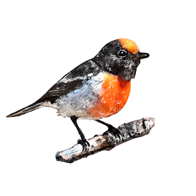 "Red Capped Robin" Sticker