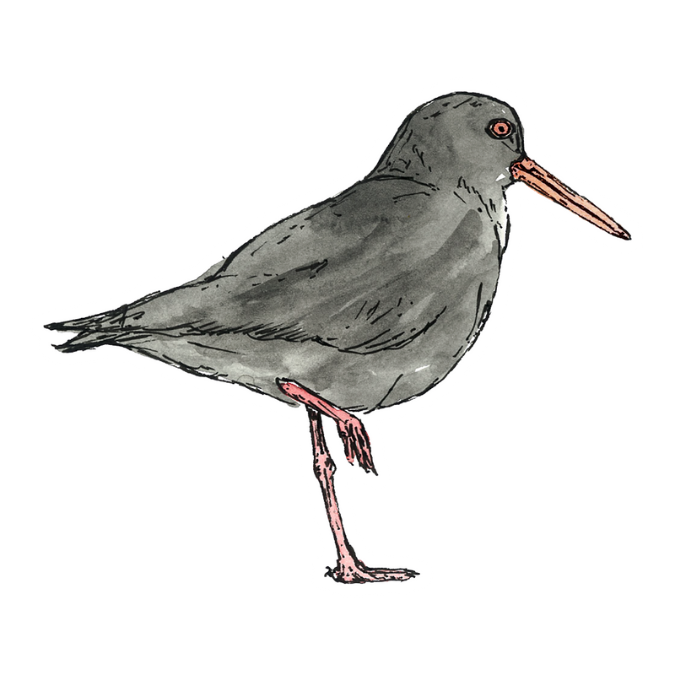 "African Oystercatcher" Sticker