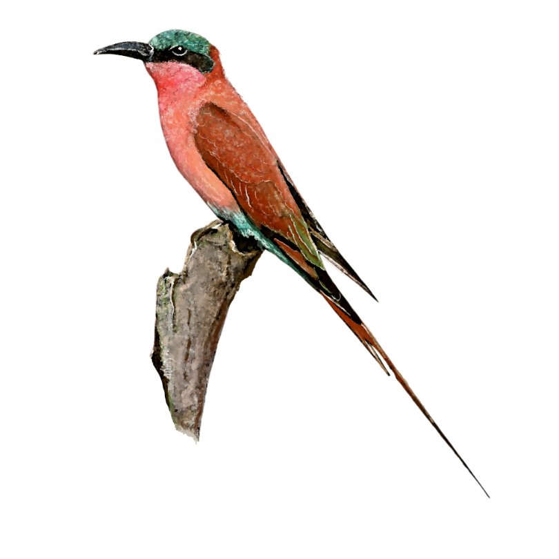 "Southern Carmine Bee-Eater" Sticker