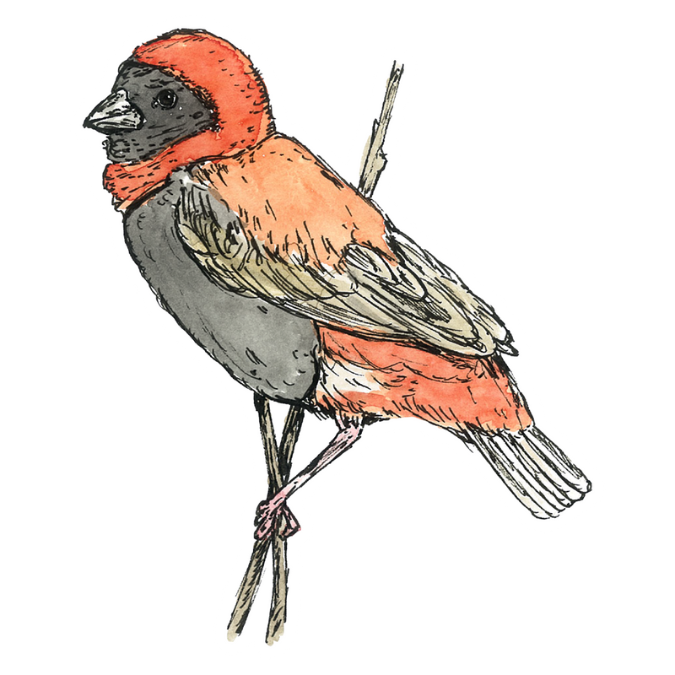 "Red Bishop" Sticker
