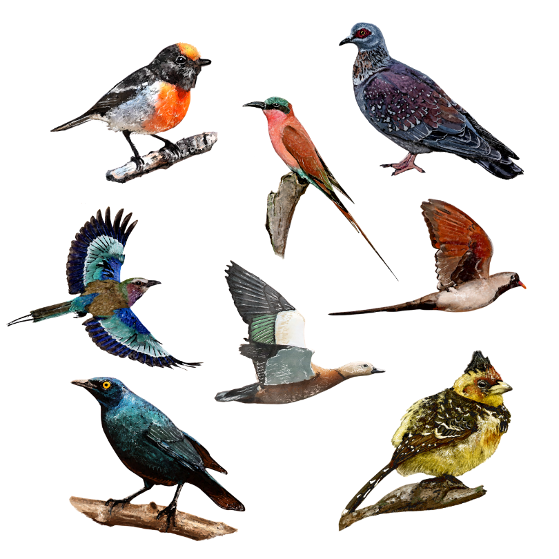 Bird Sticker Set 1