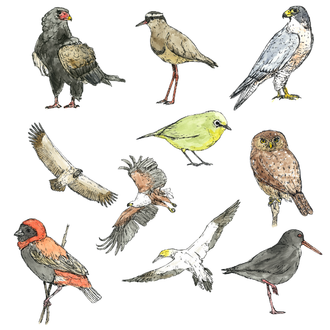 Bird Sticker Set 2