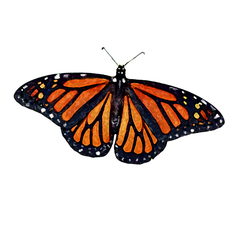 "Monarch Butterfly" Sticker