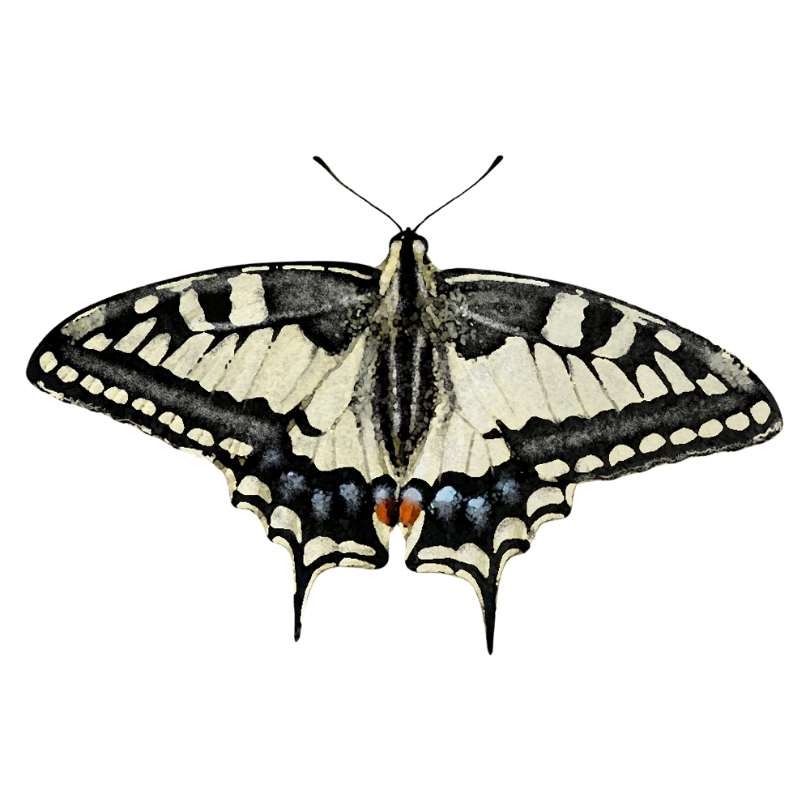 "Old World Swallowtail Butterfly" Sticker