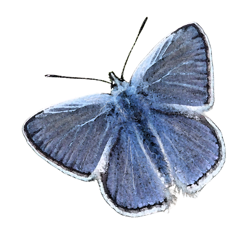 "Common Blue Butterfly" Sticker