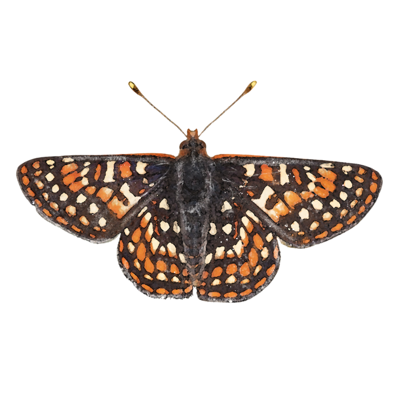 "Bay Checkerspot Butterfly" Sticker