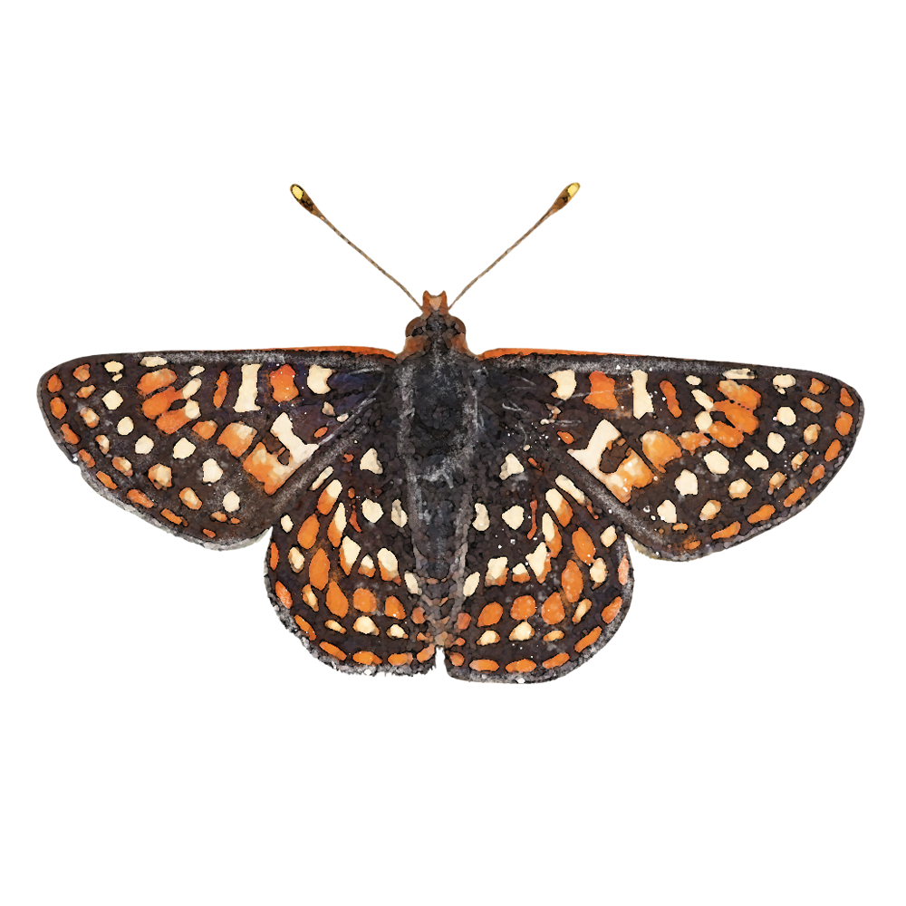 Northern Leopard Frog Sticker, art stickers, art, stickers