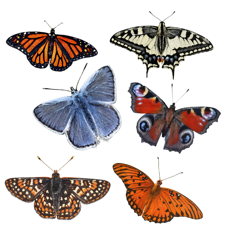 Butterfly Sticker Set