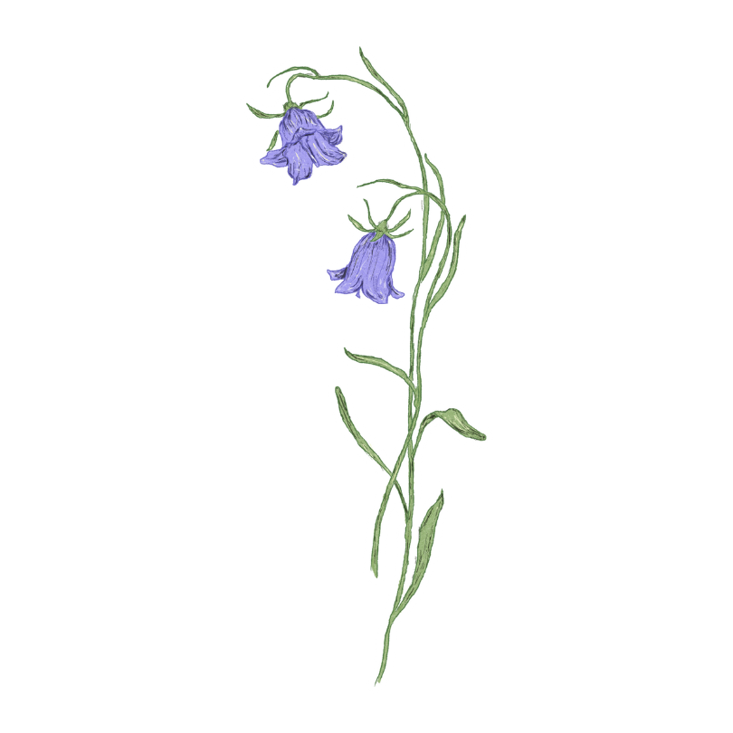 "Bluebell" Sticker