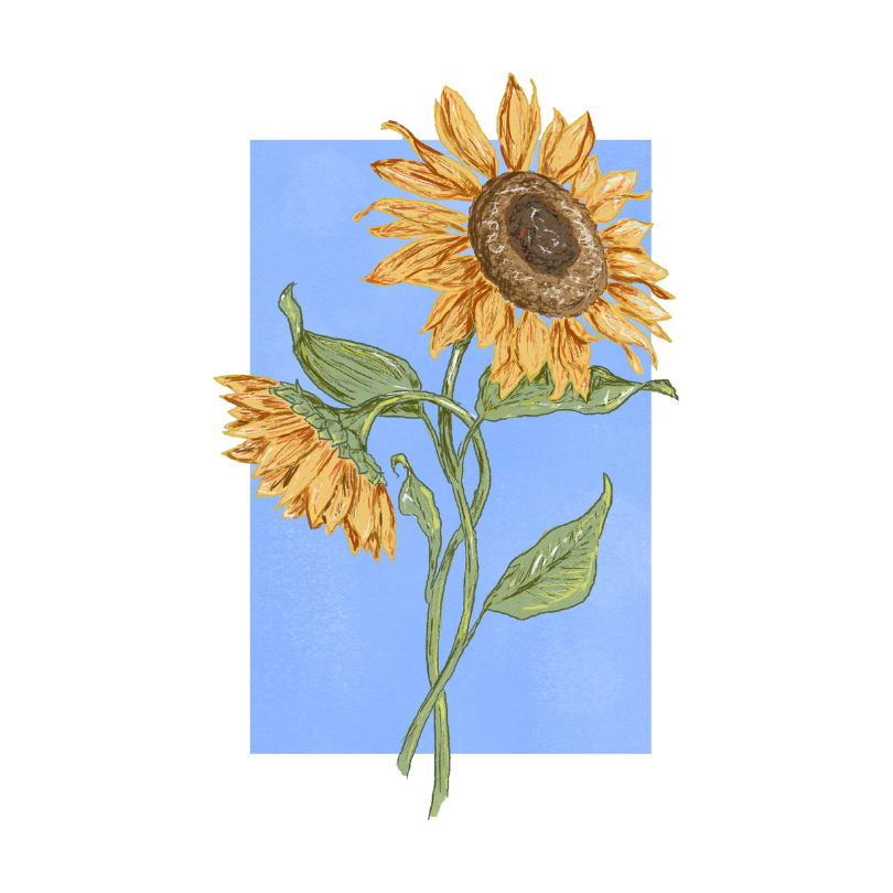"Sunflower" Sticker